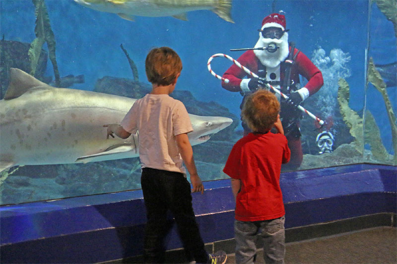 Shark-Diving Santa at The Maritime Aquarium Norwalk