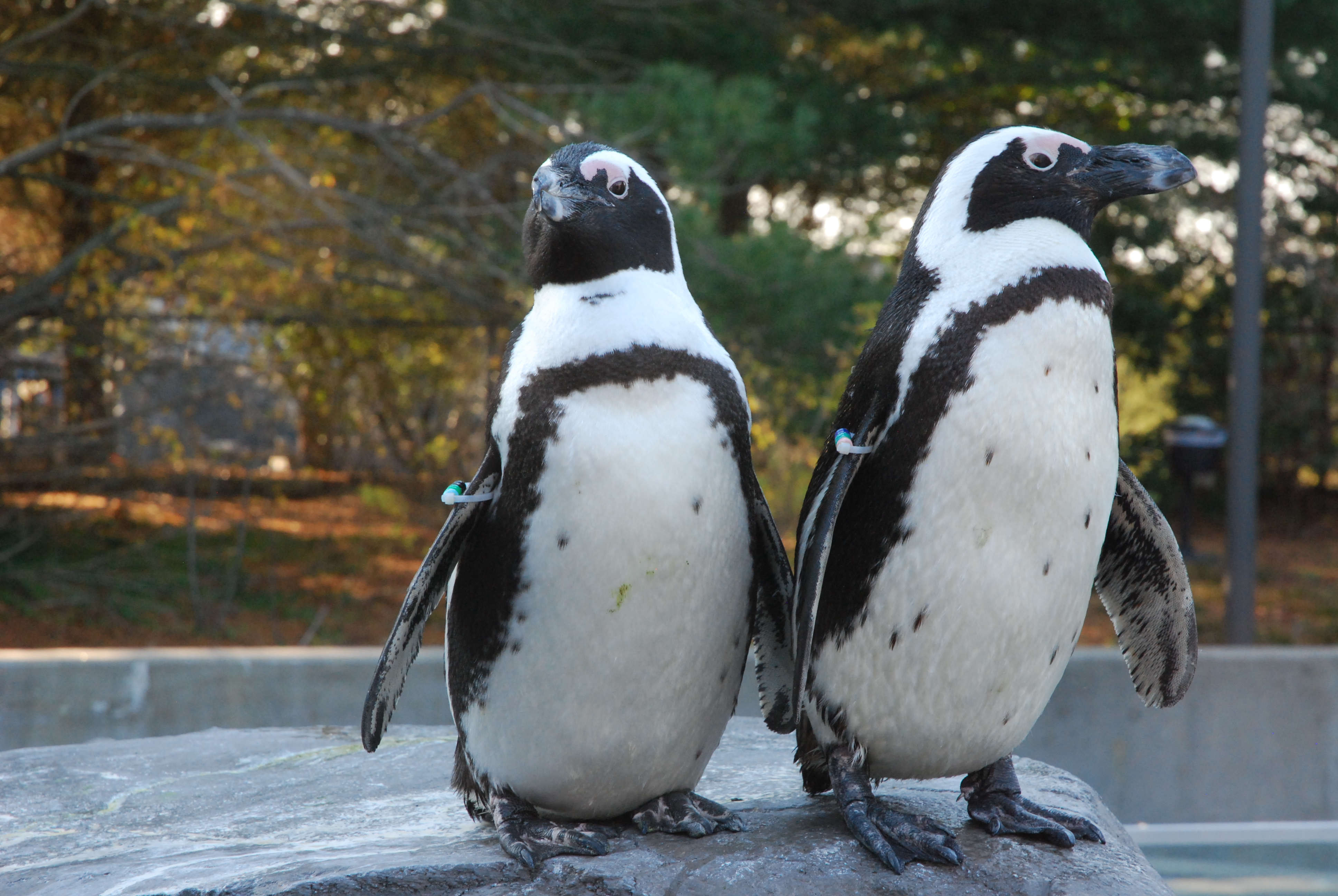 Pizza with Penguins at Mystic Aquarium