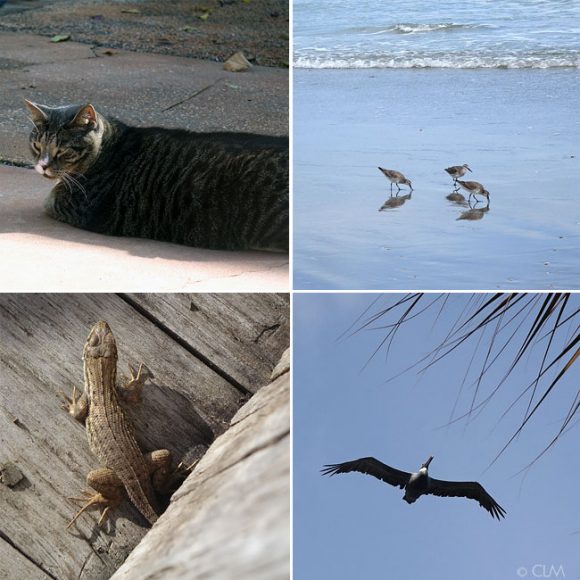 Cocoa beach, pelicans, florida, lizards, cameleons