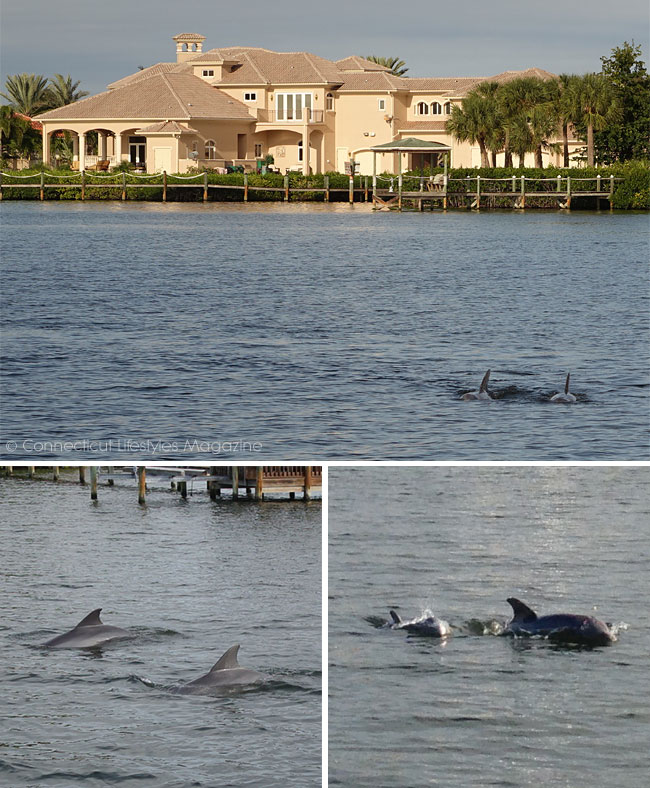 dolphin cruise, florida