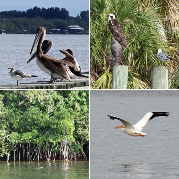 River nature cruise, Melbourne, Florida, pelican, mangroves, osprey