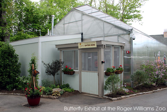 Roger Williams Zoo in Providence, Rhode Island, Butterflies, Monarchs, Painted Ladies