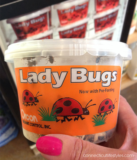 aphid control, ladybug pest control repellents, where to buy ladybugs online