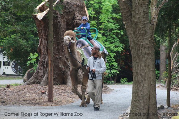 Roger Williams Zoo in Providence, Rhode Island, Camel Rides, Camels Unlimited