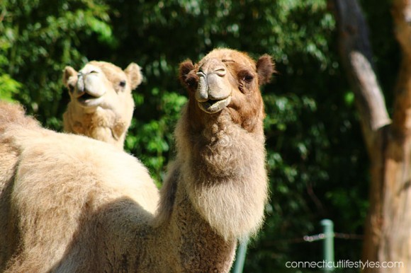 Roger Williams Zoo in Providence, Rhode Island, camels