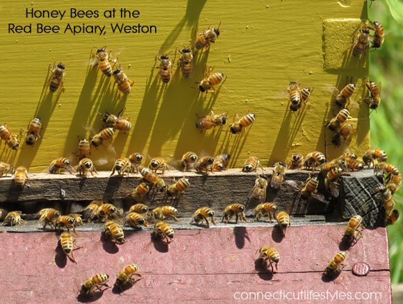 Red Bee Apiary Weston Honey Tasting Classes, Honey Bee, Connecticut
