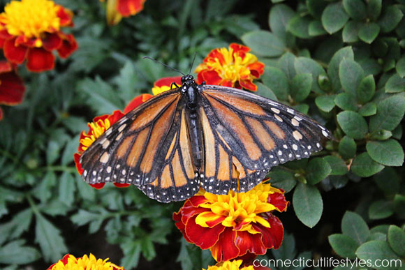 Roger Williams Zoo in Providence, Rhode Island, Butterflies, Monarchs