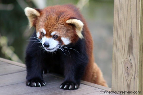 Roger Williams Zoo in Providence, Rhode Island, Red Pandas