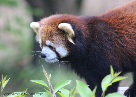 Roger Williams Zoo in Providence, Rhode Island, Red Pandas