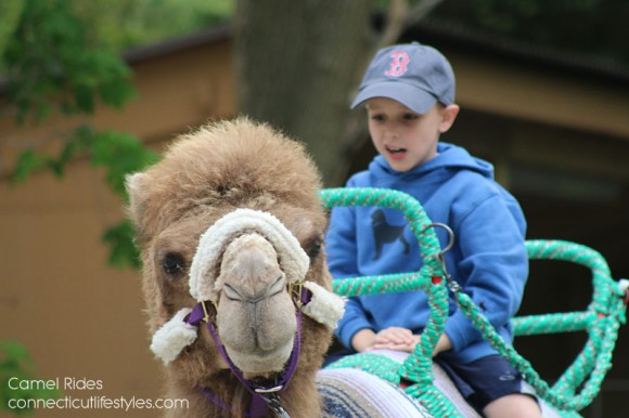 Roger Williams Zoo in Providence, Rhode Island, Camel rides