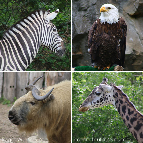 zoo animals, Roger Williams Zoo in Providence, Rhode Island