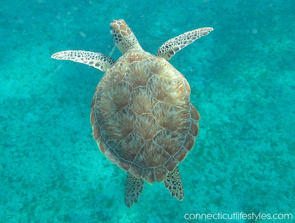 snorkeling sea turtles