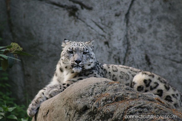 Roger Williams Zoo in Providence, Rhode Island, Snow Leopards