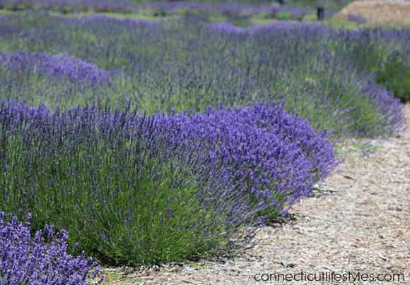 lavender farm fields, lavender farm, Long Island, Lavender by the Bay