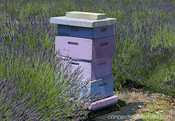 lavender honey bee hive