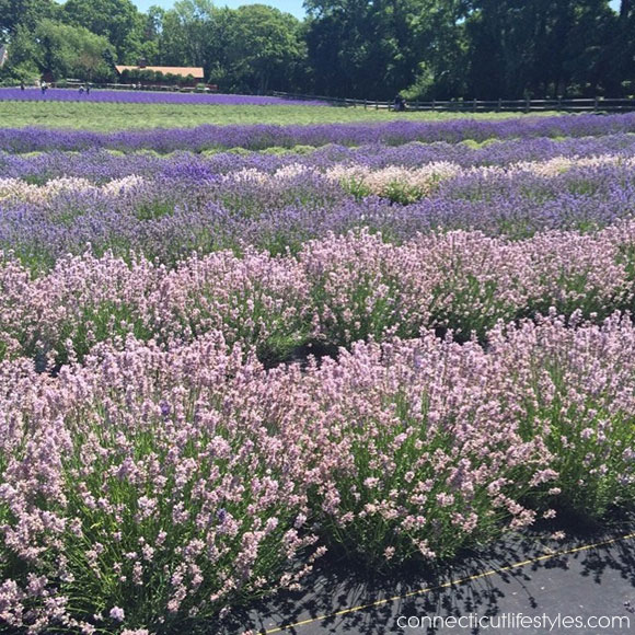 pink lavender, lavendar farm fields, lavender farm, Long Island, Lavender by the Bay