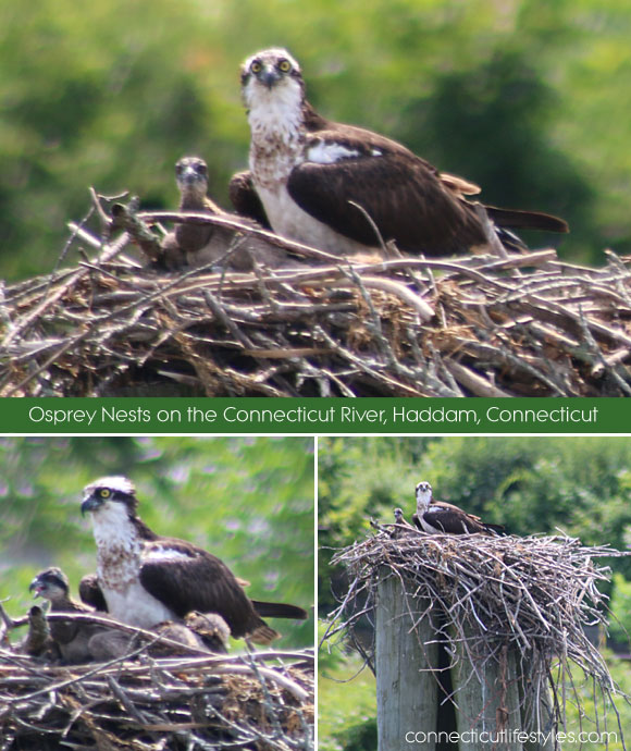 Osprey Nests on the Connecticut River