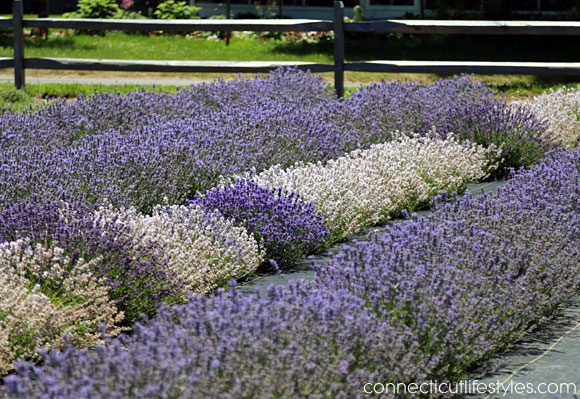 white lavender, lavender farm fields, lavender farm, Long Island, Lavender by the Bay