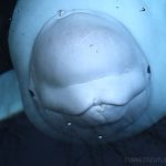Beluga Whale Mystic Seaport