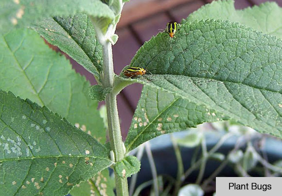 4-line plant bugs