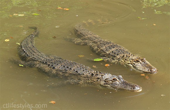 beardsley-zoo-alligators