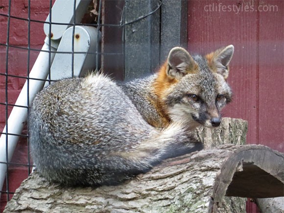 beardsley-zoo-foxe