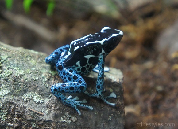 Beardsley Zoo, Bridgeport, Connecticut Poison Drat Frogs
