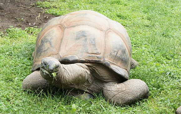 Beardsley Zoo, Bridgeport, Connecticut Giant Galapagos Tortoises