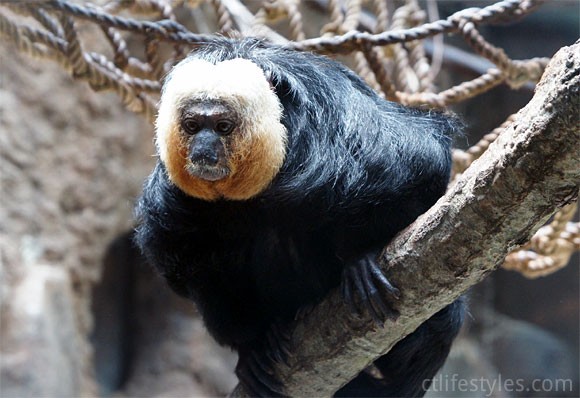 beardsley-zoo-monkeys