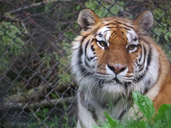 Beardsley Zoo, Bridgeport, Connecticut Tiger
