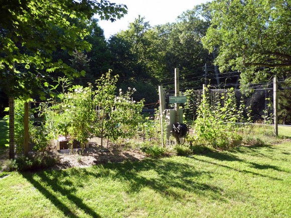 A community garden model managed by Middlesex Master Gardeners