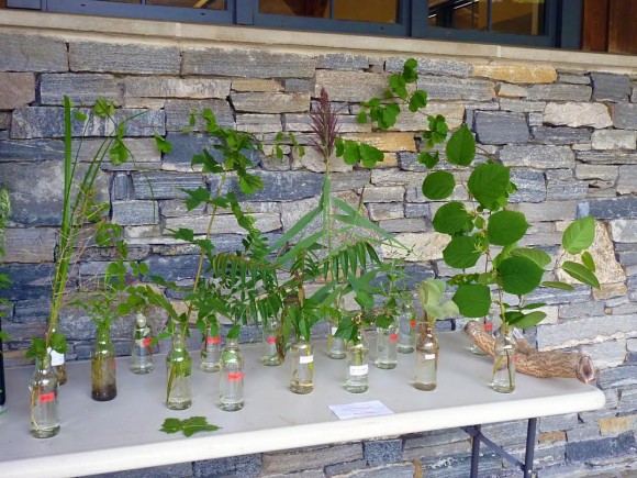 A workshop display of Connecticut invasive plants