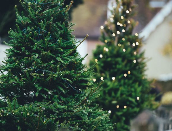 How to Care for and Plant a Live Christmas Tree
