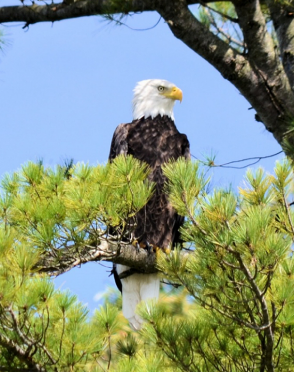 Connecticut Bald Eagles Essex