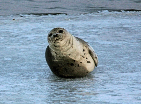 Seals, Wildlife and Bald Eagles Cruises on The Connecticut River