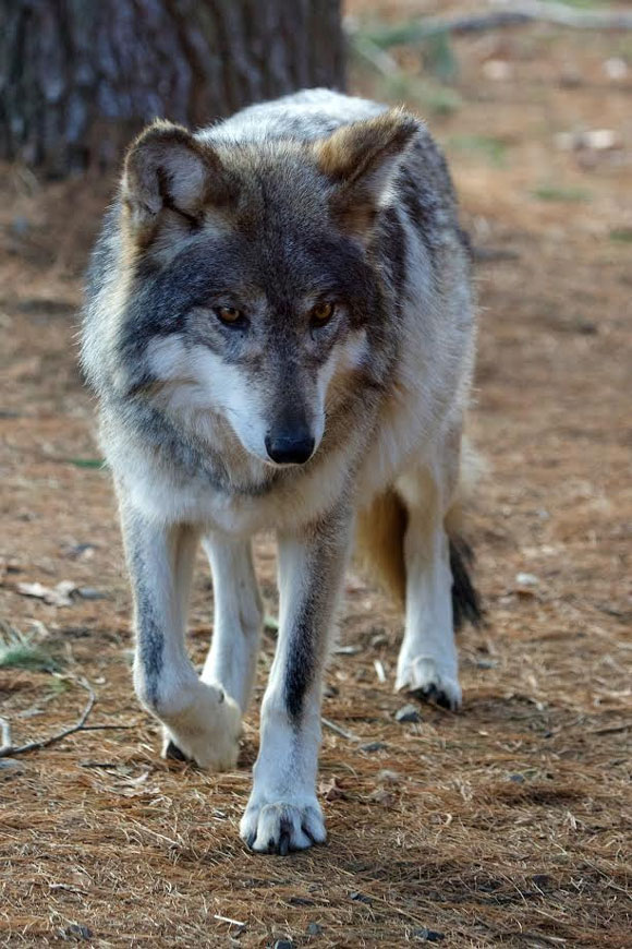 See Mexican Gray Wolves at Beardsley Zoo