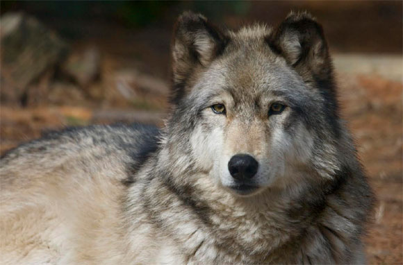 See Mexican Gray Wolves at Beardsley Zoo
