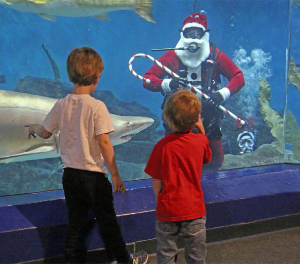 Shark-Diving Santa at The Maritime Aquarium Norwalk