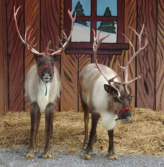 Live Reindeer at Foxwoods Resort Casino
