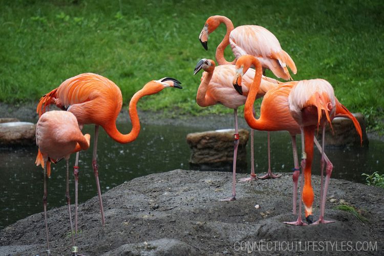 Flamingos at the Bronx Zoo