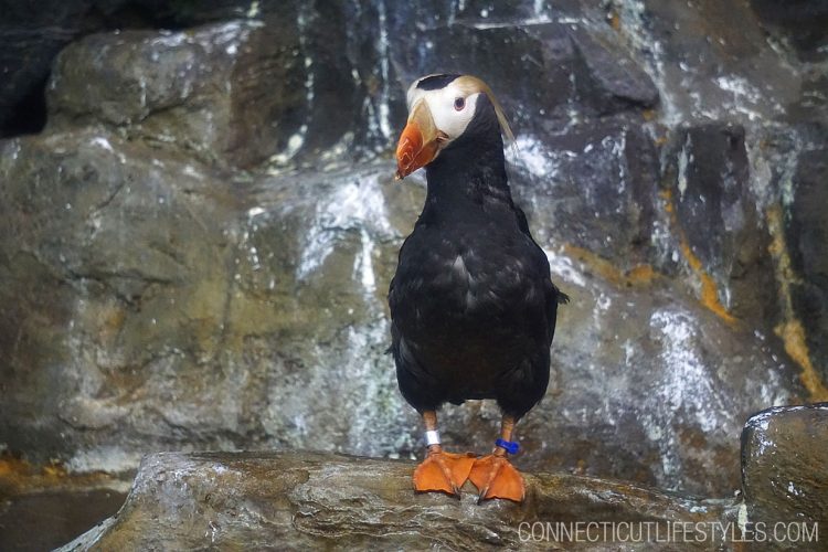 Puffins at the Bronx Zoo