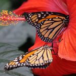 Connecticut butterflies