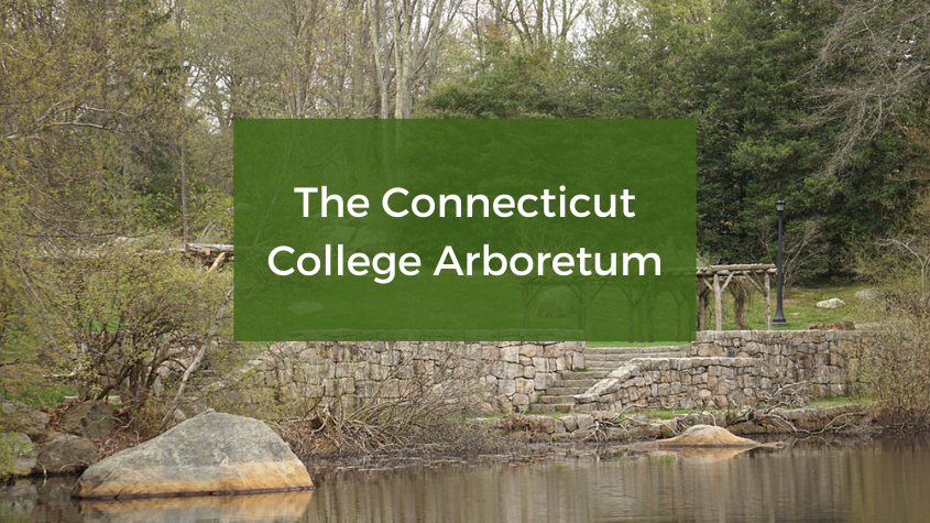 connecticut college arboretum