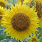 Buttonwood Farm Sunflower Festival in Griswold, Connecticut