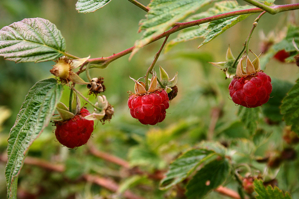Wild Raspberries in Connecticut