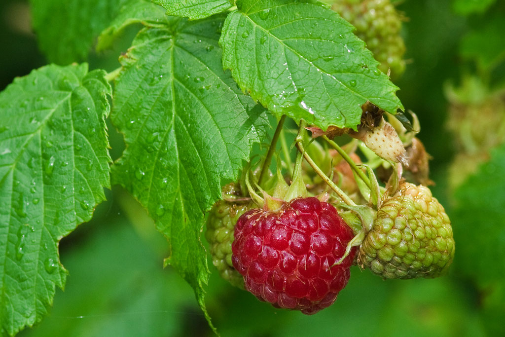 Where to find wild raspberries in Connecticut