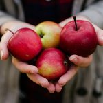 Where to Pick Free Apples in Connecticut This Fall