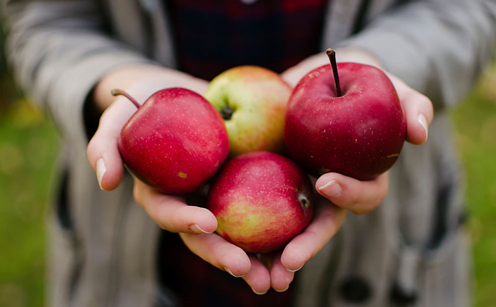 Where to Pick Free Apples in Connecticut This Fall