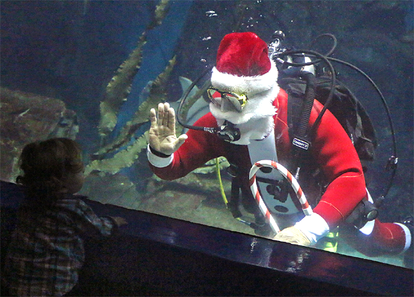 Annual Shark-Diving Santa at The Maritime Aquarium at Norwalk