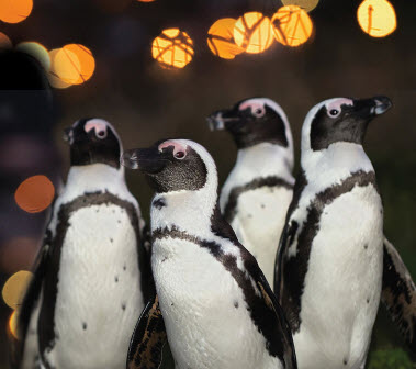 New Year's Eve at Mystic Aquarium with Penguins